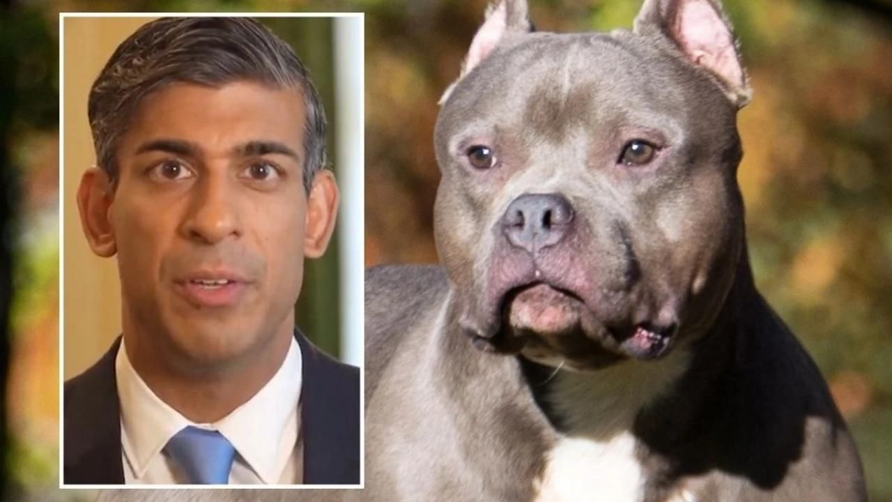 İngiltere'de 'American Bully XL' cinsini yasaklama talimatı