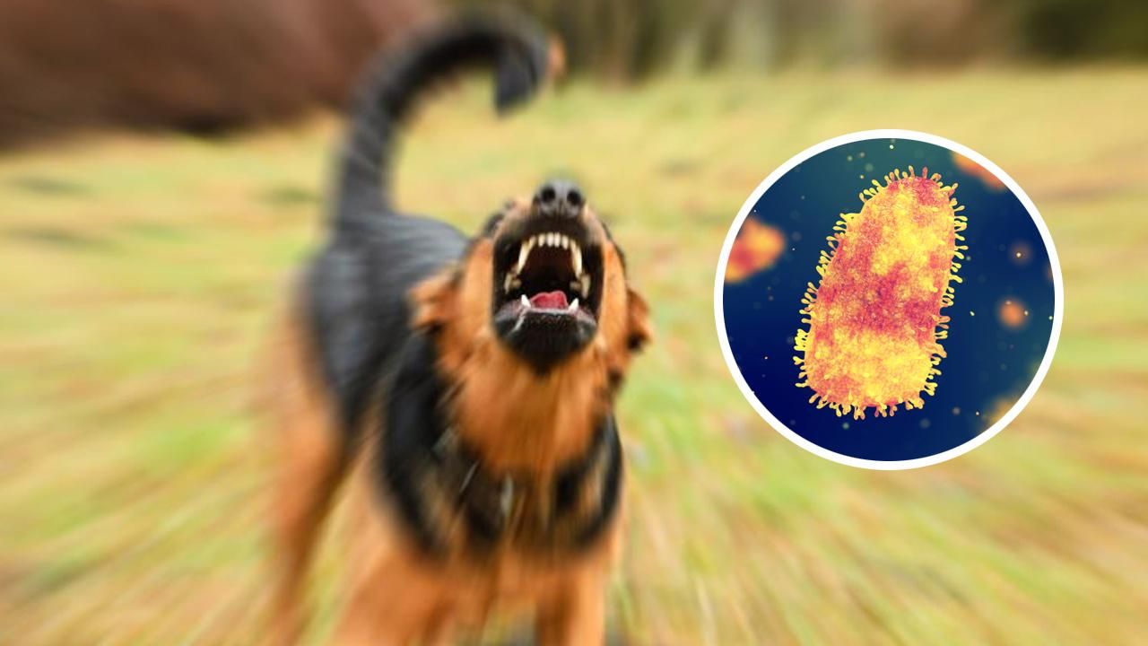 Sadece 6 kişi bu hastalıktan kurtulabildi, bugün bile hala ölümcül! Kuduz hastalığına dair neler biliyoruz?