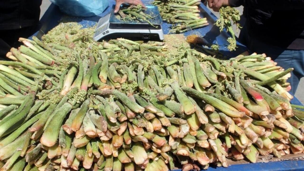 Şifa kaynağı ışgın tezgahta yerini aldı: Kanserin bir numaralı düşmanı!