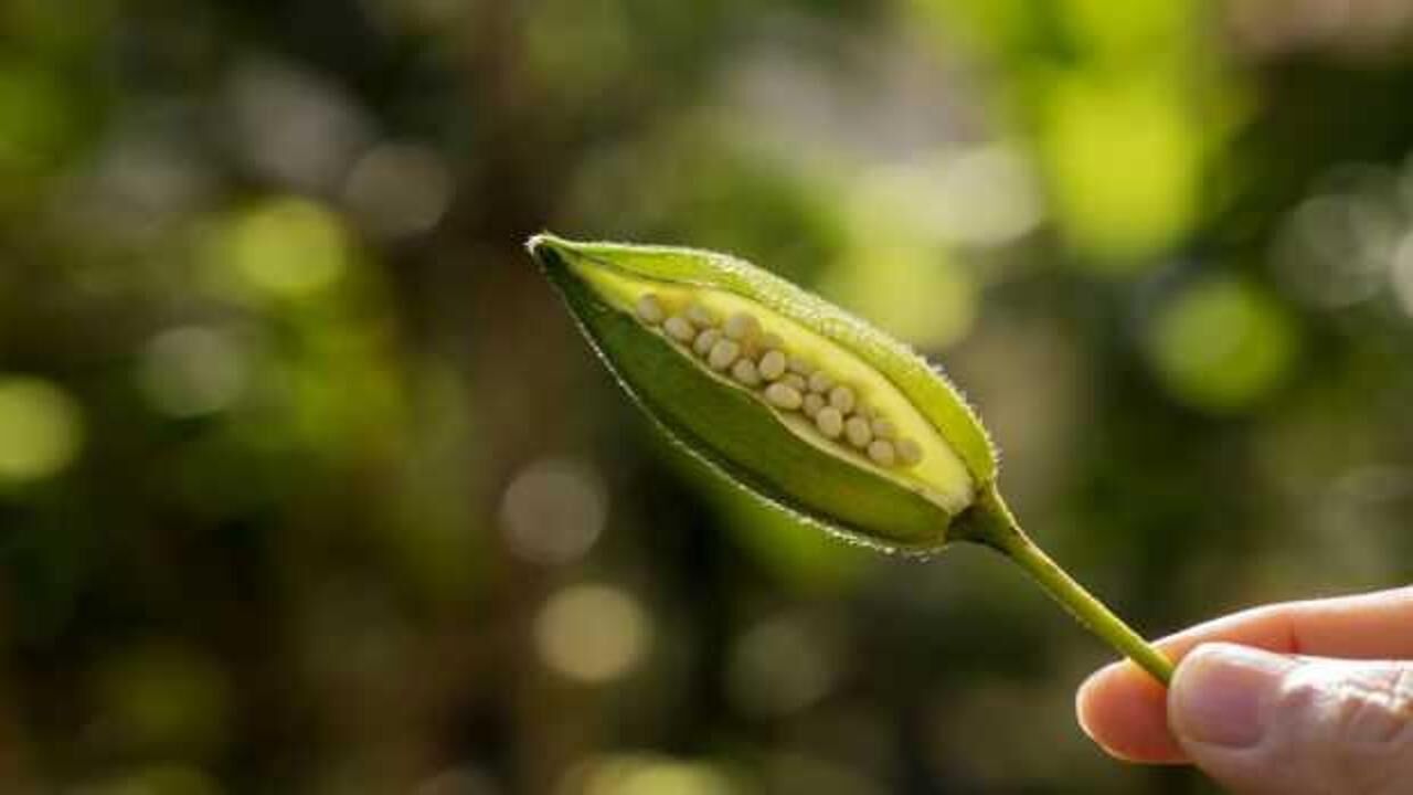 Bamya tohumunun faydaları: Kuru bamya tohumu nasıl kullanılır?