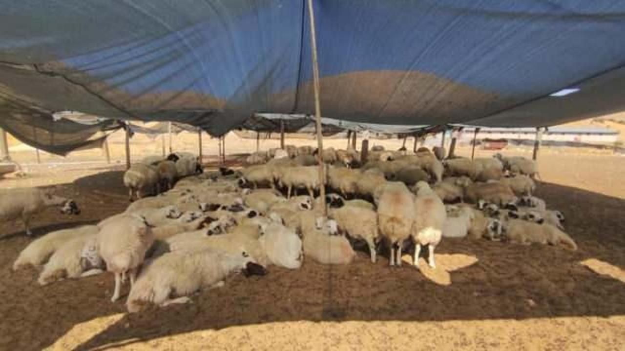 Elazığ’da çiftçiler 40 bin lira maaşa çoban bulunmuyor