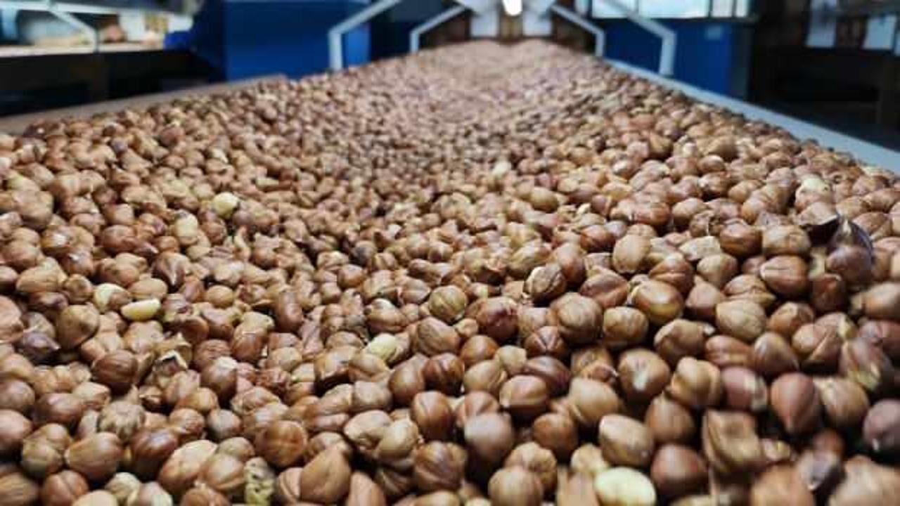 Fındık ihracatının yüzde 34'ü Trabzon'dan yapıldı