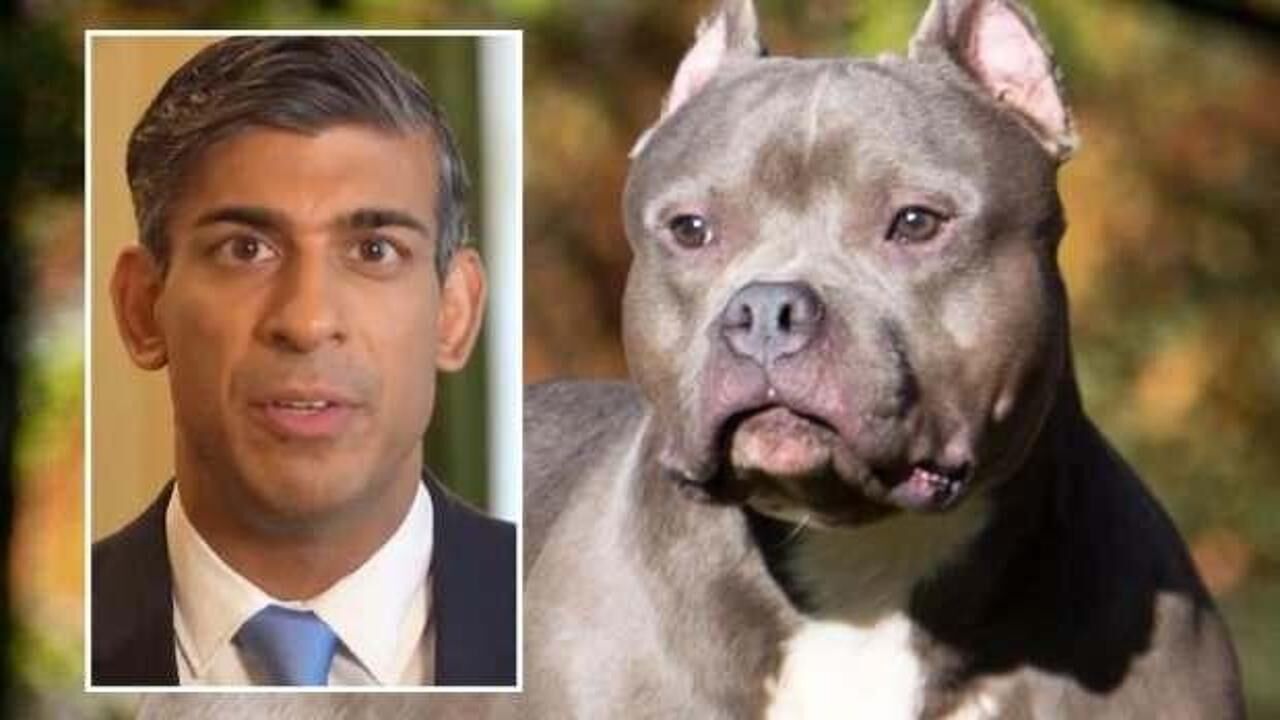 İngiltere "American Bully XL" cinsi köpekleri yasaklayacak