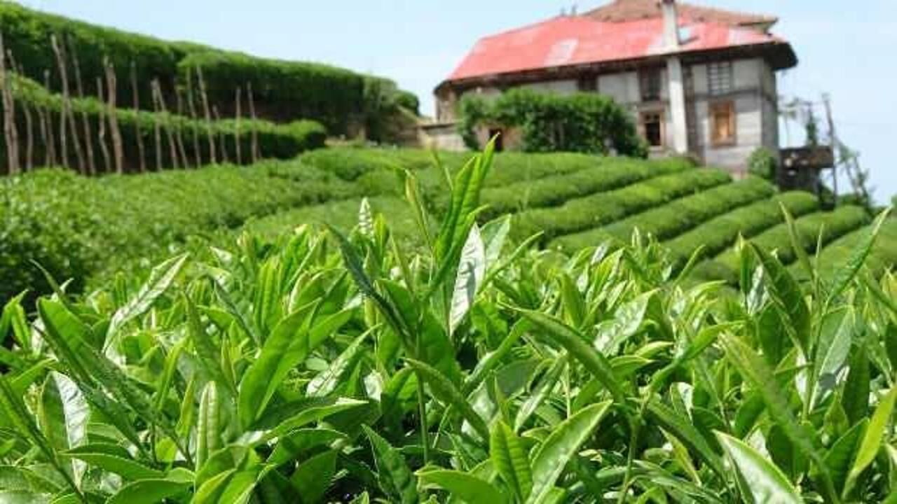 Çay üretiminde kuraklık etkisi: Rekolte gerilemesi devam ediyor!