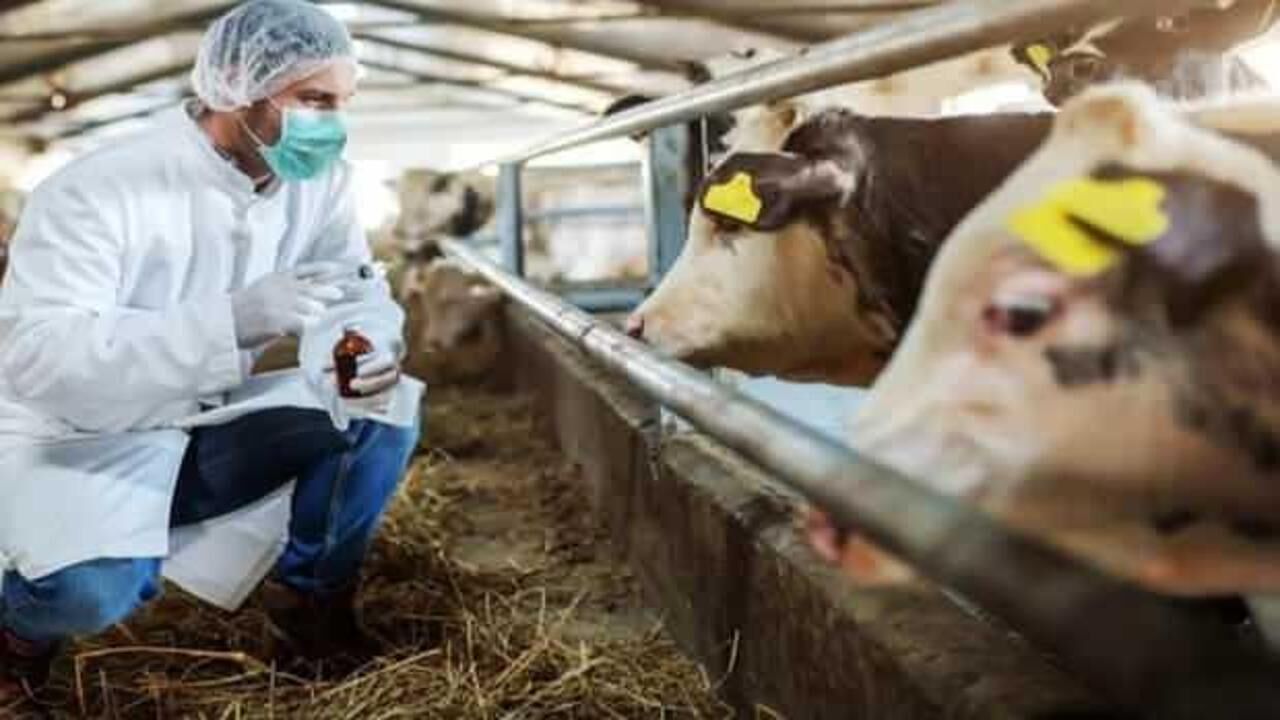 Şap hastalığı nedir? Şap hastalığı insana bulaşır mı? Hayvanda şap hastalığı belirtileri…