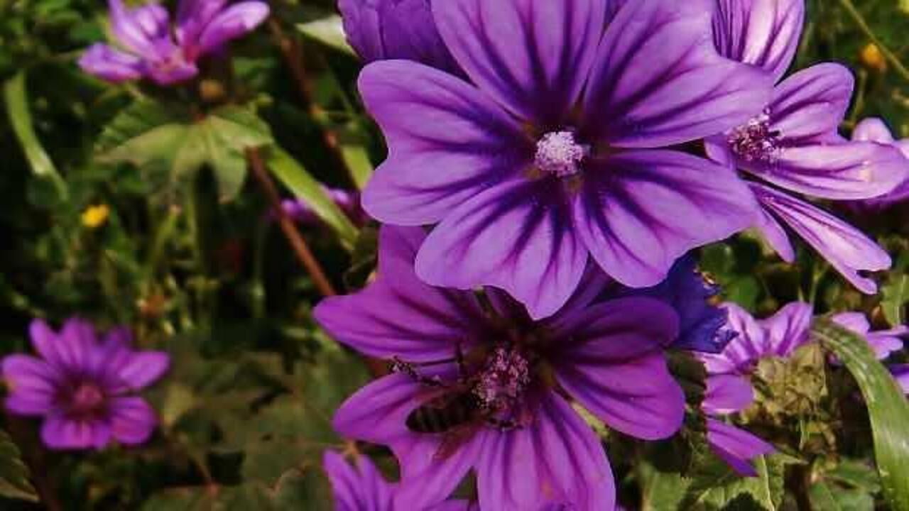 Taze ebegümeci nasıl tüketilir? Ebegümeci çayının faydaları...