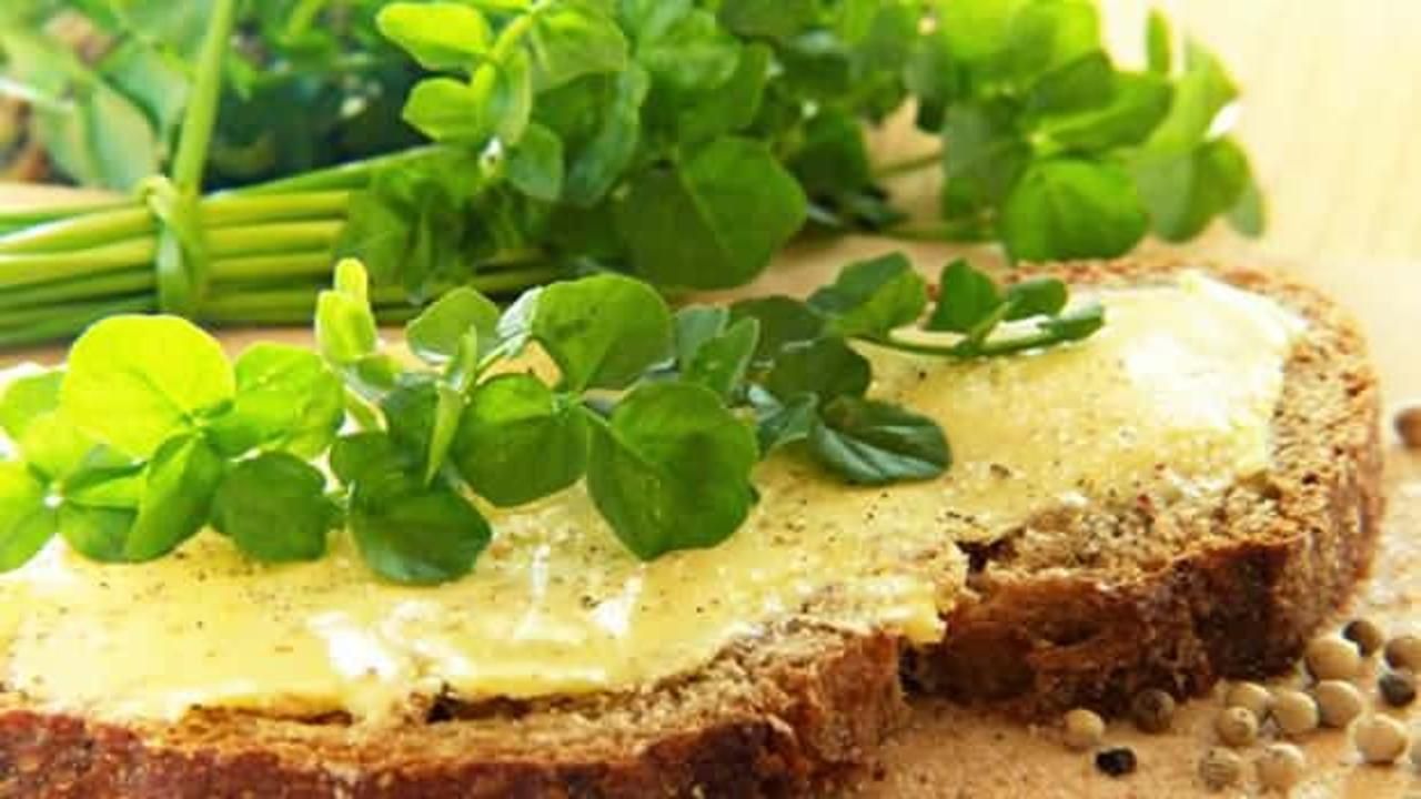 Terenin faydaları nelerdir, tere otu nasıl tüketilir? Tere kürü nasıl uygulanır?