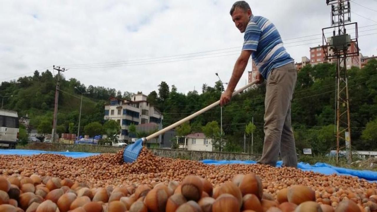 Üreticiler fındıkları depolayacak! Fındık fiyatı 100 lirayı aştı!