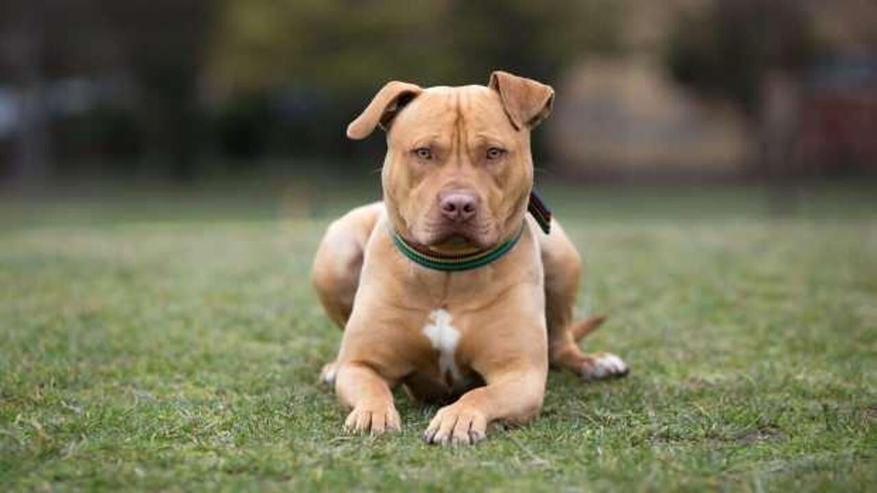 Yukarı Avusturya'da köpek saldırısına uğrayan kadın olay yerinde hayatını kaybetti!