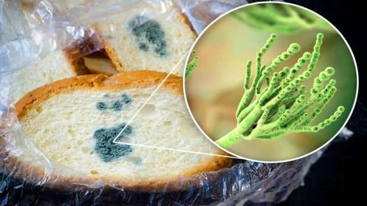 Besinlerin küflü kısmını keserek yemek zararsız mı? Küflü bir şey yedikten sonra ne yapılmalı?