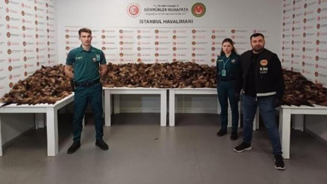 İstanbul Havalimanı'nda 10 bin 300 adet tilki kuyruğu ele geçirildi