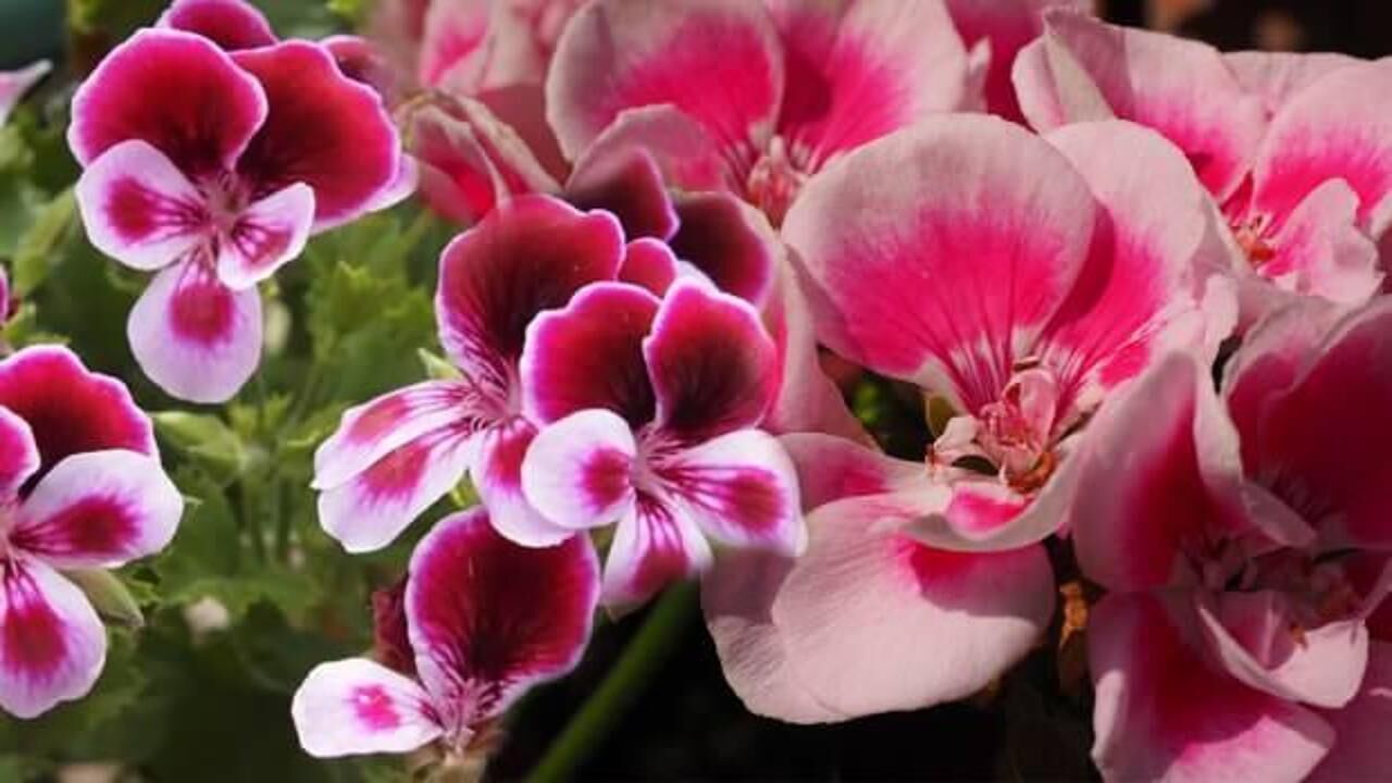 Itır bitkisinin faydaları nelerdir? Itır çiçeği nasıl kullanılır?