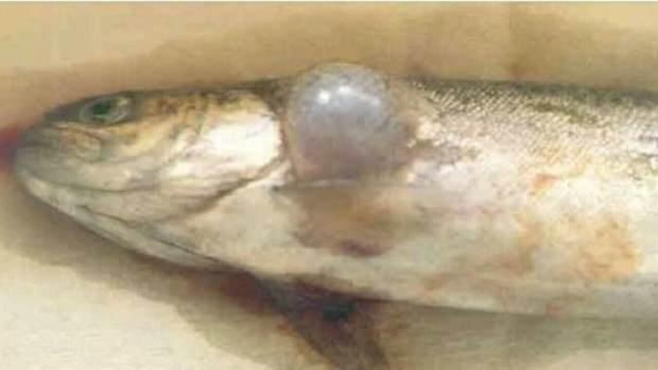 Karadeniz'de yayılıyor: Balıkta VHS tehlikesi!