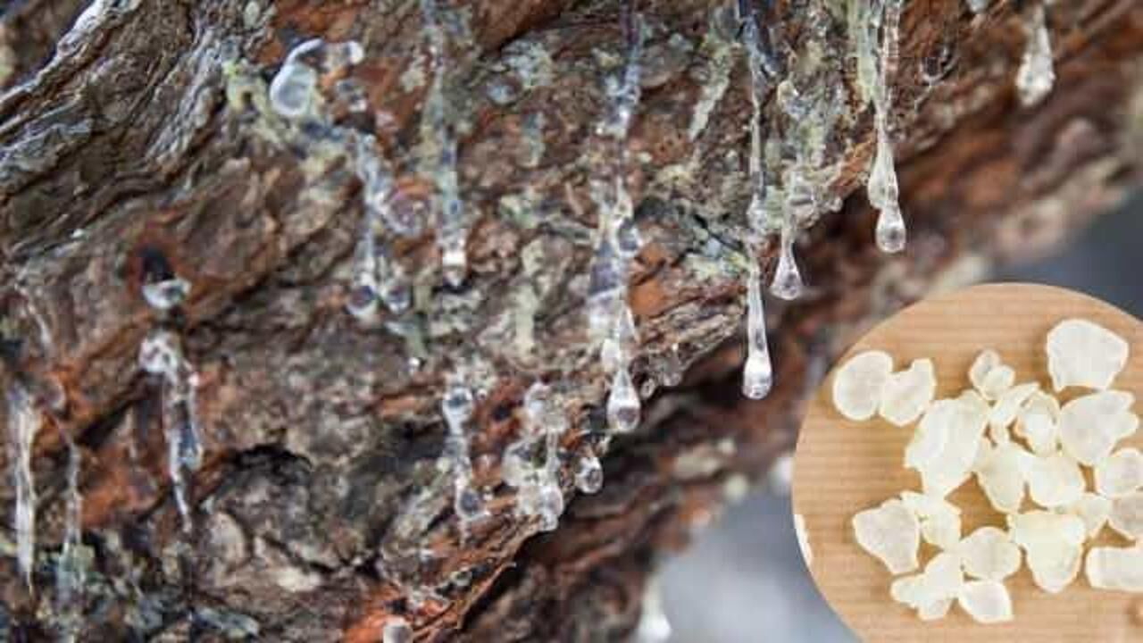 Sandaloz sakızı nedir, faydaları nelerdir? Sanadaloz sakızı tozu...