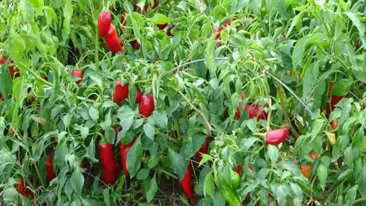 Tarlada 5 TL, markette ise 30 TL!