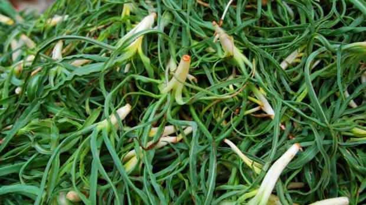 Yemlik otu faydaları ve zararları nelerdir? Yemlik otu nerede yetişir, ne zaman çıkar?