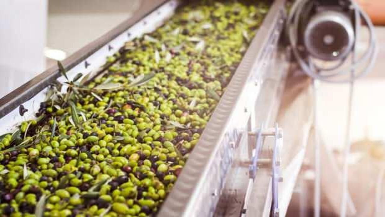 Zeytinyağı alırken aman dikkat! Ucuza satılan zeytinyağları zehir saçıyor…