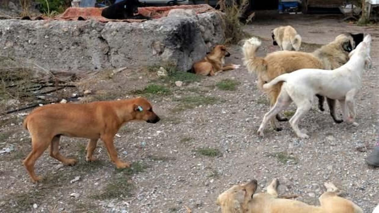 Başıboş köpek sorunu 20 ayda 53 can aldı!
