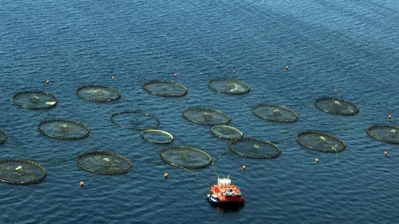 Doğu Karadeniz'in su ürünleri ihracat geliri yüzde 27 arttı
