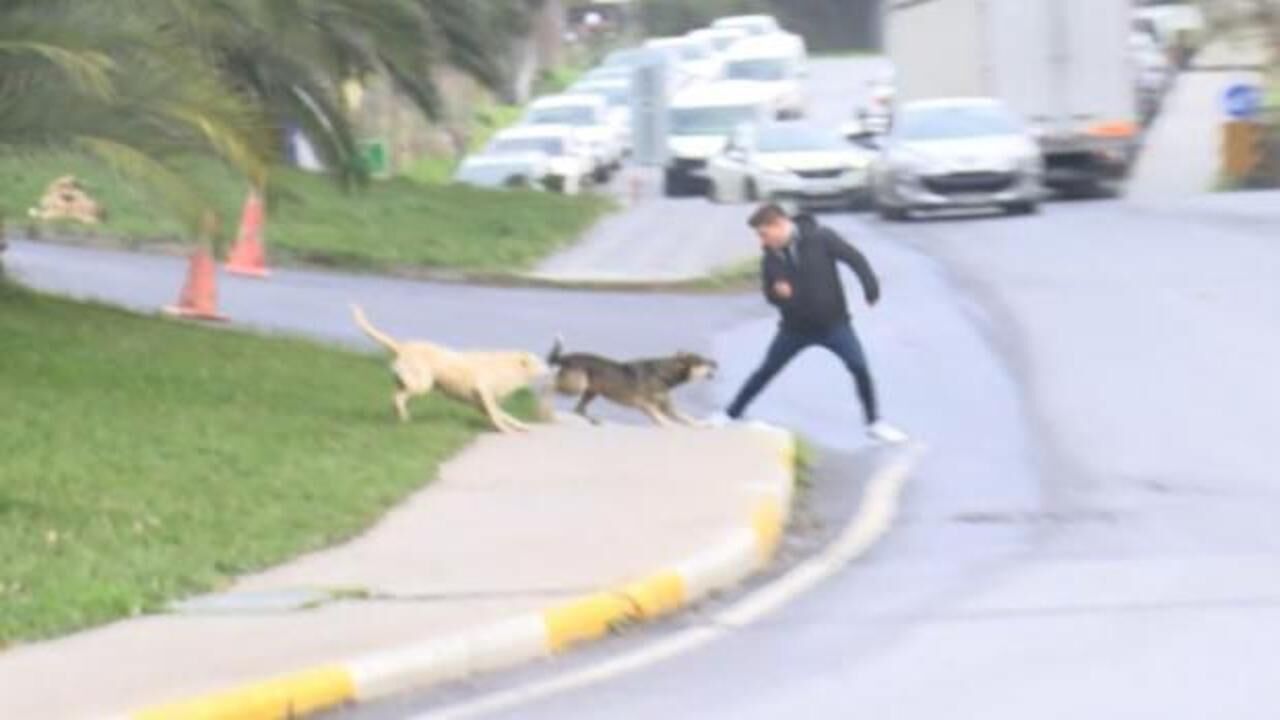 İstanbul'da başıboş köpek dehşeti! Yoldan geçenlere saldırdı