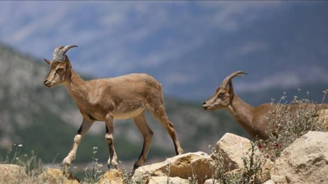Kaçak olarak yaban keçisi avlayan 2 kişiye para cezası!