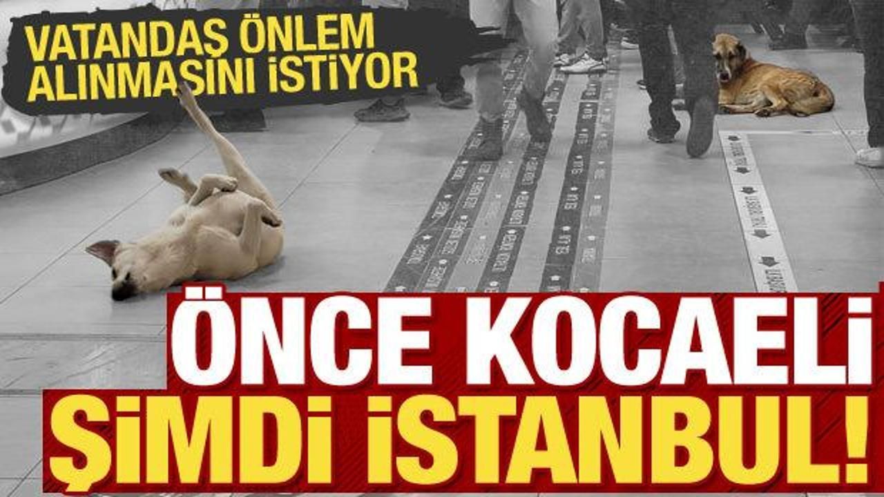 Önce Kocaeli şimdi Göztepe Devlet Hastanesi! Köpek fotoğrafları tepki çekti