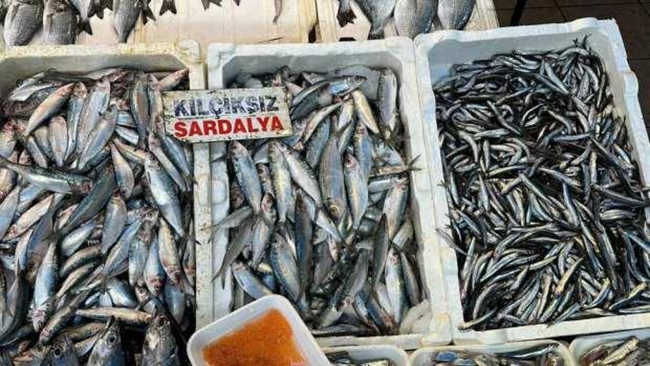 Sardalya ve hamsi balıkçıların yüzünü güldürüyor