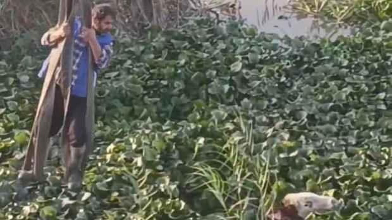 Vincin kancasına taktığı halatla nehre düşen tosunu kurtarmaya çalıştı