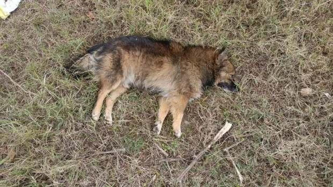 Zehirlenme şüphesi: Aydın'da 30 köpek ile 3 tilki ölü bulundu