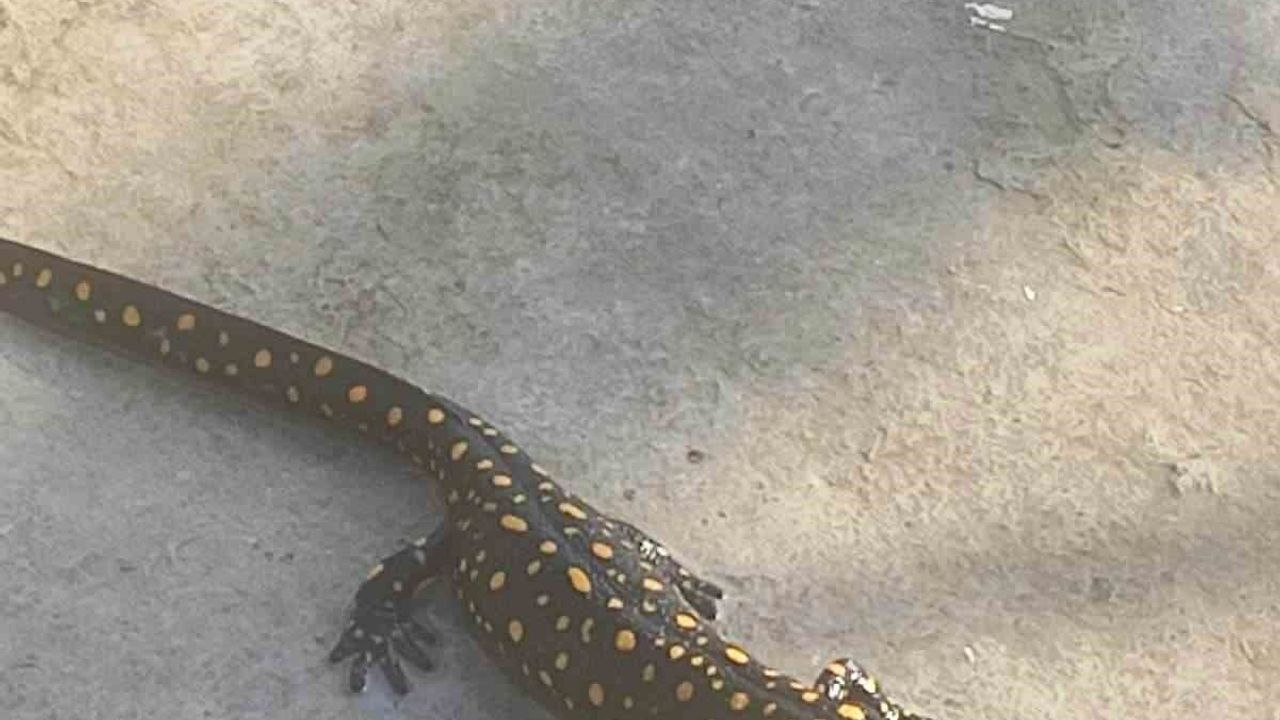 Bitlis’te Anadolu semenderi görüntülendi