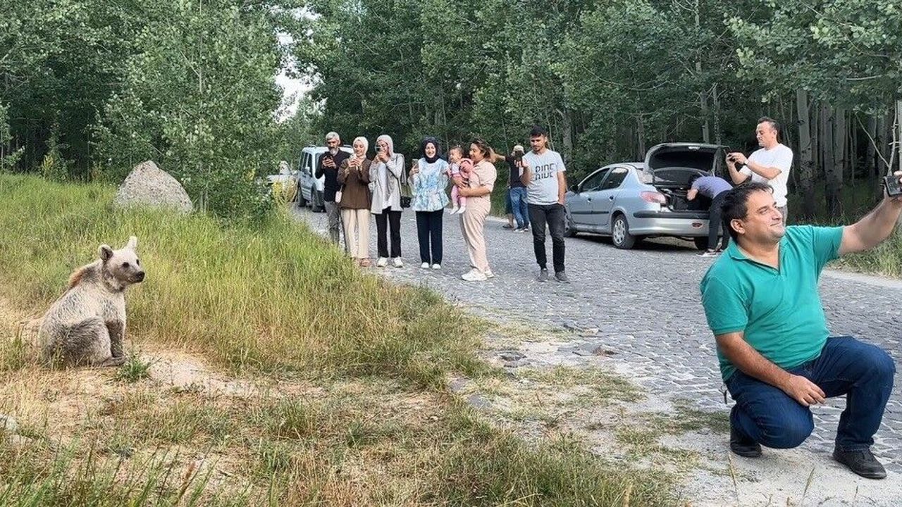 Bitlis'te Ayı ile selfie çeken vatandaşlar ayıya cips ikram ettiler