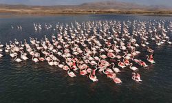 Van'da Flamingolar, Erçek Gölü’ndeki konaklama süresini uzattı