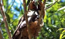 Van'da kulaklı orman baykuşu görüntülendi