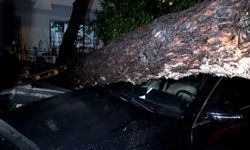 Antalya’da Şiddetli Rüzgar 10 Metrelik Ağacı Devirdi: Araçlar ve Bina Hasar Gördü