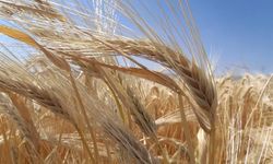 TMO duyurdu: Kuraklık arpa ekimini artırdı