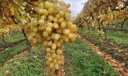 Dalında üzümler 5 aydır tazeliğini koruyor