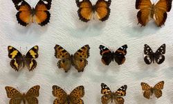 Van’da binlerce kelebek bu şekilde korunuyor