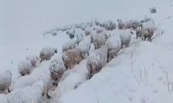 Beyaza bürünen yaylada koyun sürüsünün güç dolu yürüyüşü