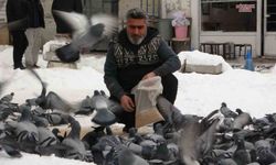 Van'da güvercinlerden görsel şölen