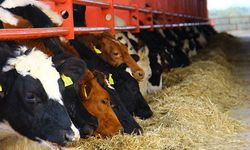 Van’da hayvancılığa büyük destek: Çiftçilere faizsiz düve desteği
