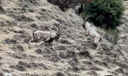 Tekelerin liderlik kavgası kamerada