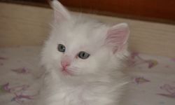 Van Kedi Villası'nda bu yıl kaç yavru dünyaya geldi