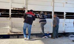 Şap karantinasındaki küpesiz hayvan taşıyan besiciye ceza