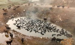 Mandaların kaplıca keyfi havadan görüntülendi