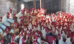 Hobi olarak başladı: 3 yılda 850 etlik horoz yetiştirdi