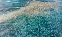 Hayrete düşüren görüntü: Binlercesi kıyıya vurdu