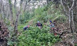 Kilogramı 25 liradan satılan defne yaprağı geçim kaynağı oldu