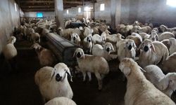 Babasıyla tartıştı, kendi sürüsüne sahip oldu