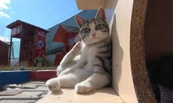 Evcil hayvan sahiplerine "mikroçip" uyarısı: Son gün 31 Aralık