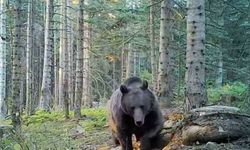 Ayılar kış uykusuna hazırlanıyor: Uzmanlardan uyarı